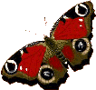 butterfly02.gif